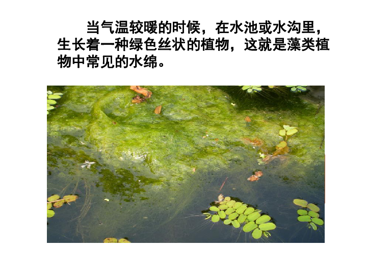 第5单元 环境中生物的多样性 第10章 水中的生物 第2节 水中的藻类