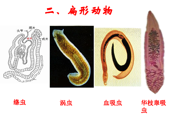 第五单元第一章第一节 腔肠动物和扁形动物课件(共22张ppt)