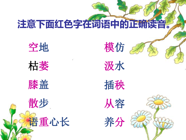 桃花心木读后感500
