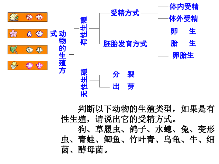 动物和人类和生殖与发育复习