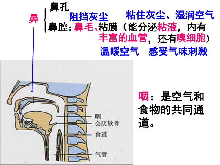 人口呼吸_北京回应雾霾耐药菌 不意味着致病性增强