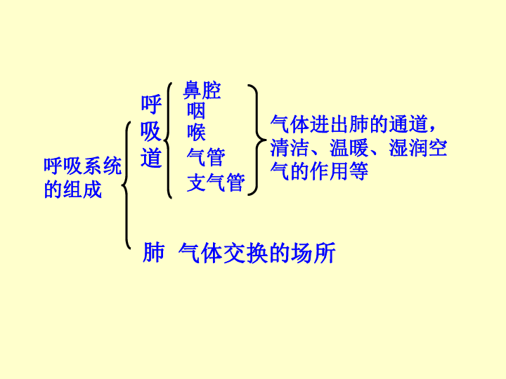 济南版七下第二章第一节人体与外界的气体交换 课件(共37张ppt)