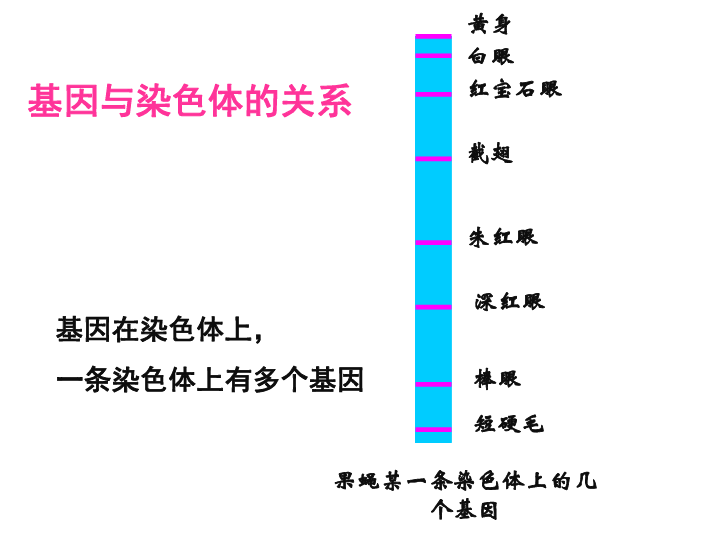 亚瑟王基因人口数量_黑化亚瑟王图片(2)