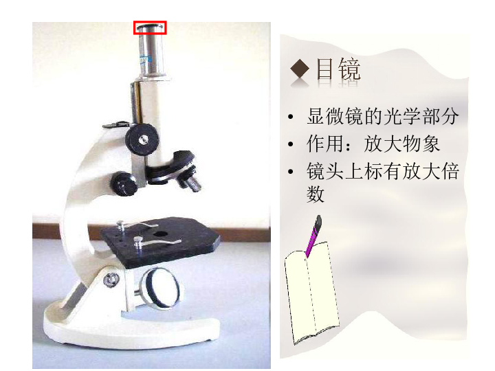 人教版七年级生物上册课件:2.1.1 练习使用显微镜(共45张ppt)