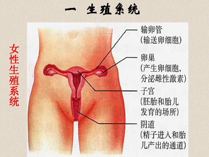 人口与生殖_人口与国情手抄报(2)