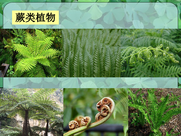 第5 常见的植物(第二课时孢子植物)