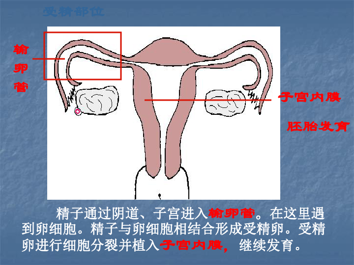 人口与生殖_人口与国情手抄报