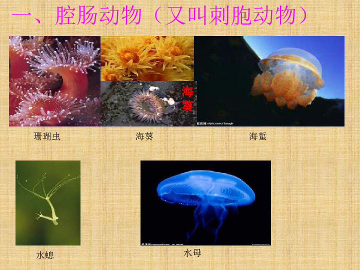 人教版八上第一节 腔肠动物和扁形动物 课件(20张ppt)