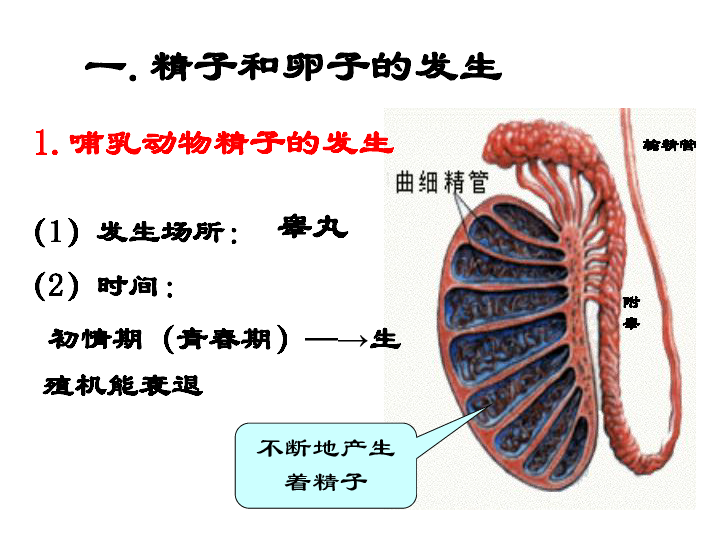 早期胚胎培养的原理_人教版生物选修三3.2 体外受精和早期胚胎培养 教学设计(2)