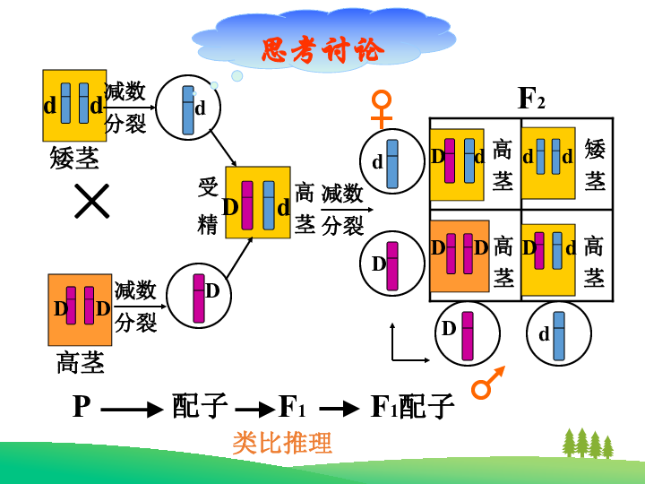 孟德尔遗传定律教案范文_孟德尔的遗传定律_孟德尔遗传定律图解