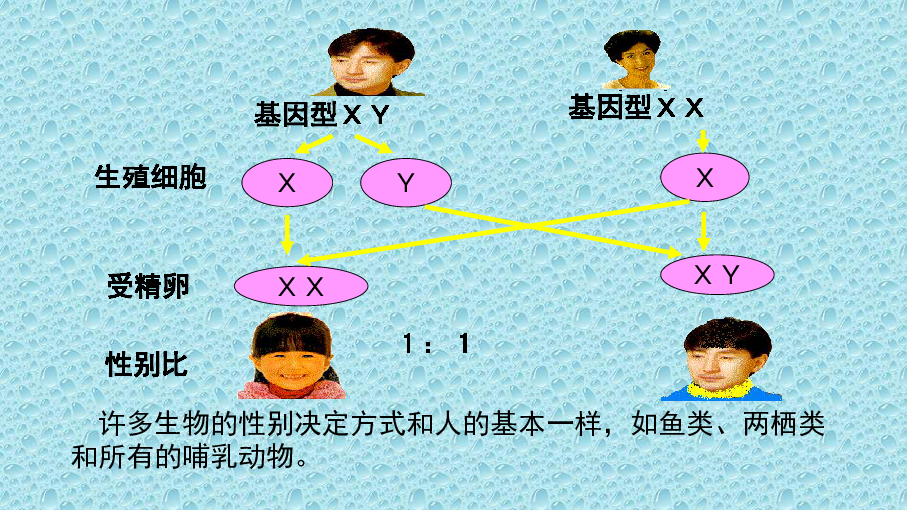 决定人口的性别的时期是_性指数决定性别