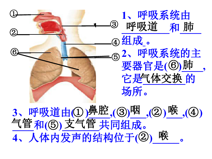 安丘人口构成_安丘冠珠老板娘照片(3)