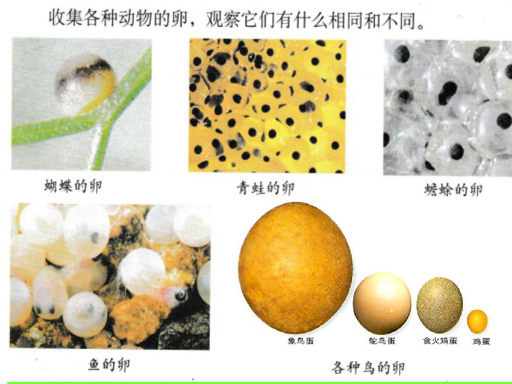 6 动物的卵 课件 (共25张ppt