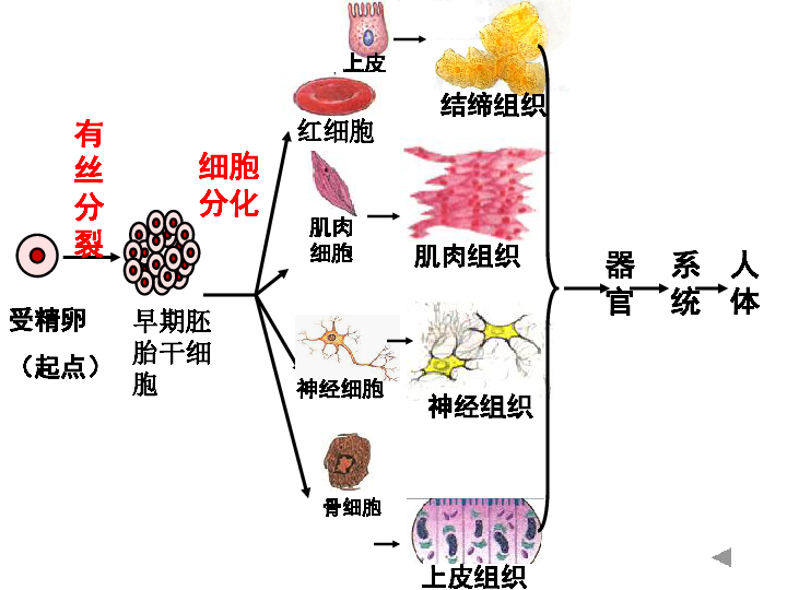 人口增殖_细胞的增殖思维导图(3)