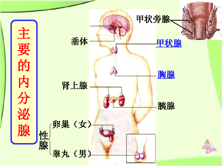 第三节高等动物的内分泌系统与体液调节