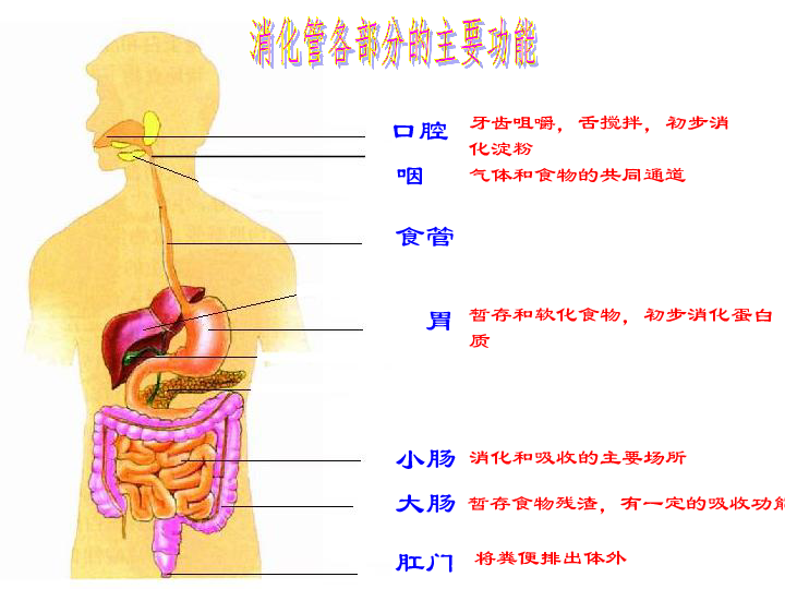 生物圈中的人 第8章 人体的营养 第2节 食物的消化和营养物质的吸收