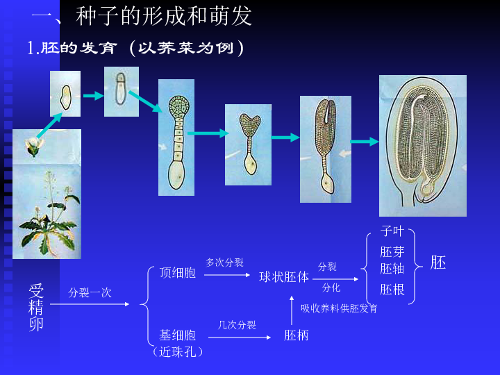 高中信息技术教案范文_高中语文备课教案范文_高中生物教案范文