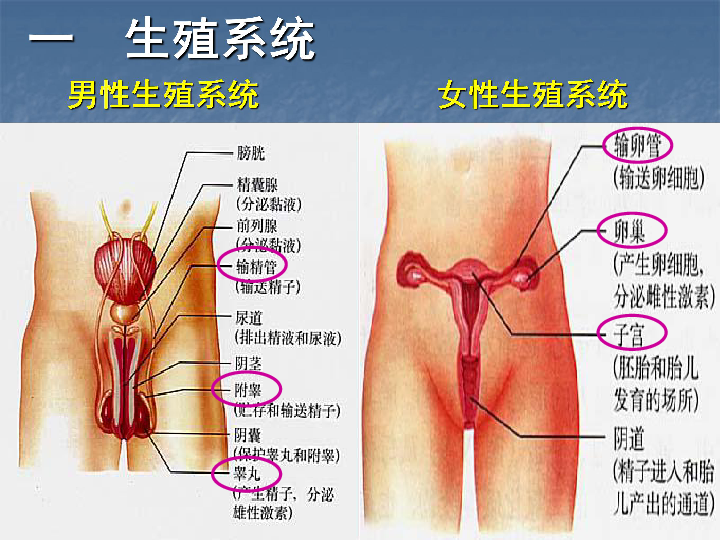 人口与生殖_人口与国情手抄报