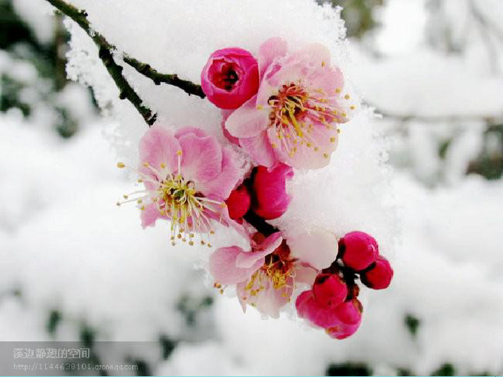 梅花开花的情景短剧视频,梅花开花的情景短剧视频播放