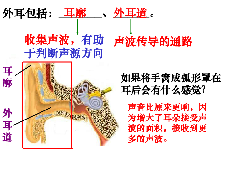 搭耳右边加它怎么读_右边耳屏上有痣图解(2)