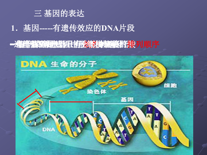 基因的表达[下学期]