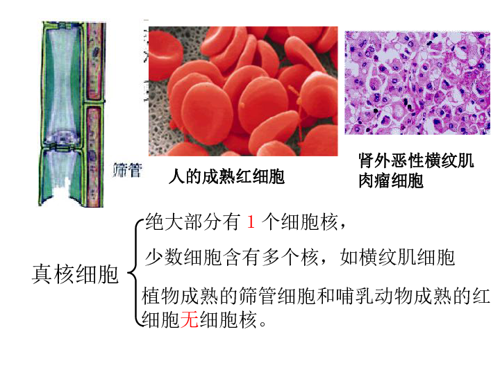 少数细胞含有多个核,如横纹肌细胞植物成熟的筛管细胞和哺乳动物成熟