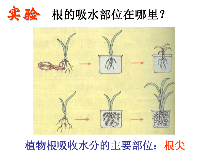 第3节 植物与土壤