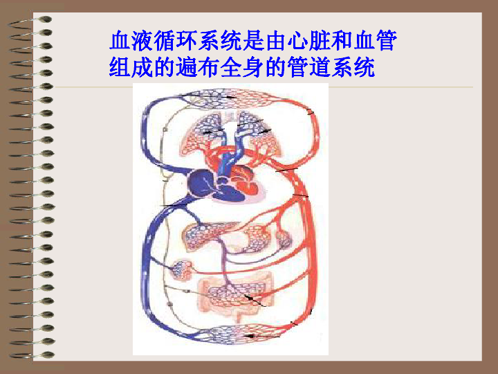 物质运输的载体-心脏与血管