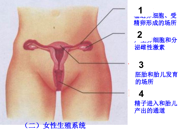 人口与生殖_人口与国情手抄报