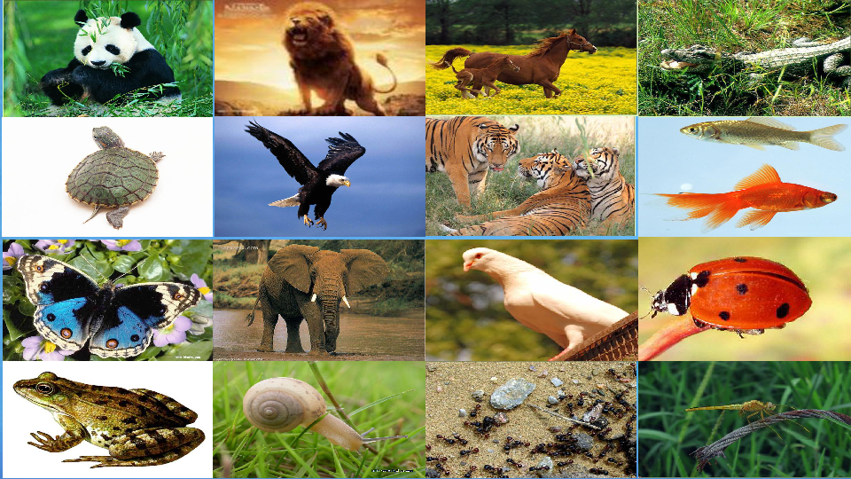 六年级上册科学课件-1.4 种类繁多的动物 冀教版 (共22张ppt)