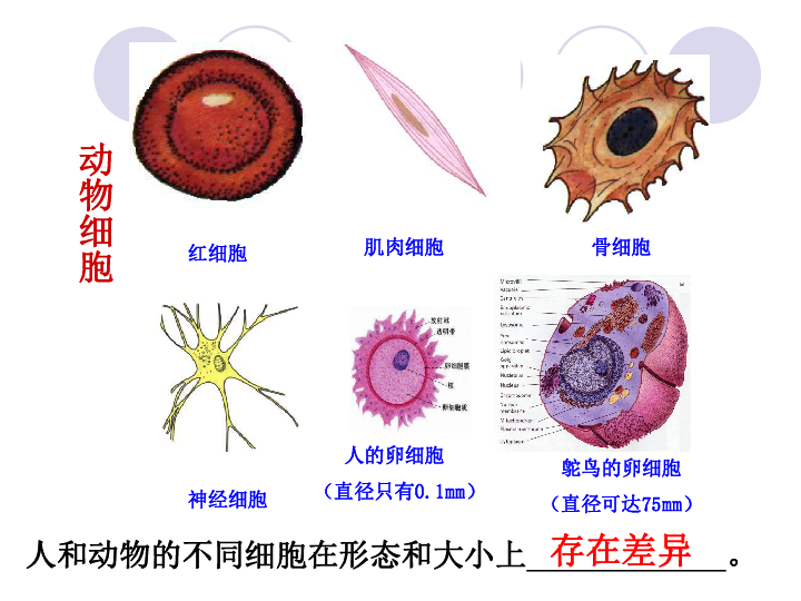 生物教案下载_高二生物教案_初一生物教案