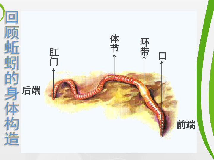 蚯蚓的身体构造头胸腹一对触角三对足一对眼睛回顾蚂蚁的身体构造头