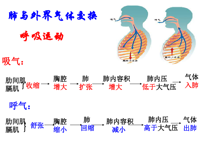 济南版七下第二章第一节人体与外界的气体交换课件共20张ppt