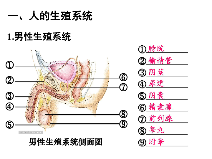 19.1人的生殖和发育课件(35张ppt)