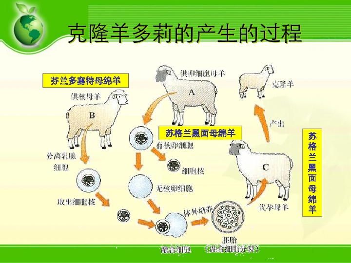 绥江多少人口_绥江新城照片