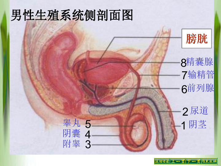 人口与生殖_人口与国情手抄报