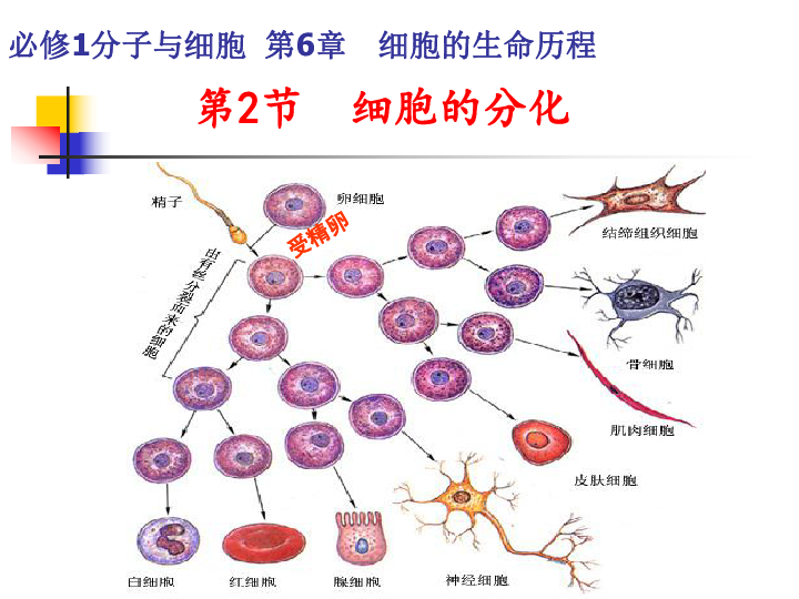 人口增殖_...0年以来的世界人口增殖率(红色部分)-能源与环境问题评议(2)