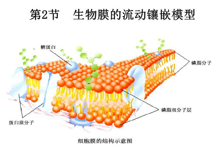 4.2 生物膜的流动镶嵌模型(共25张ppt)