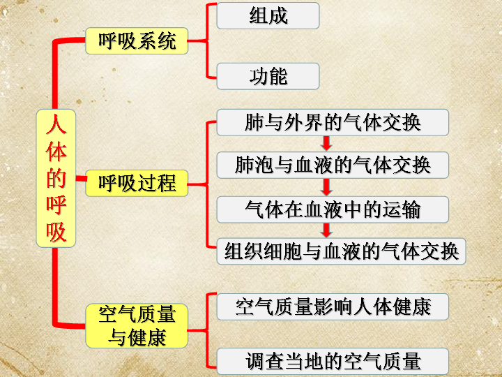 复习专题七 人体的呼吸课件(共26张ppt)