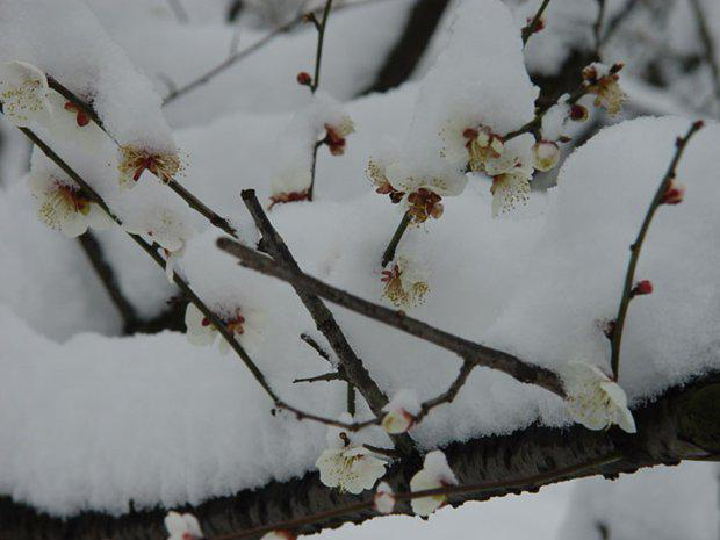 踏雪寻梅合唱简谱_踏雪寻梅(3)