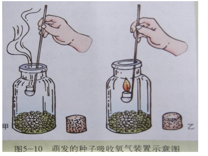 北师大版生物七上5.2《呼吸作用-观察植物的呼吸现象课件》课件(.