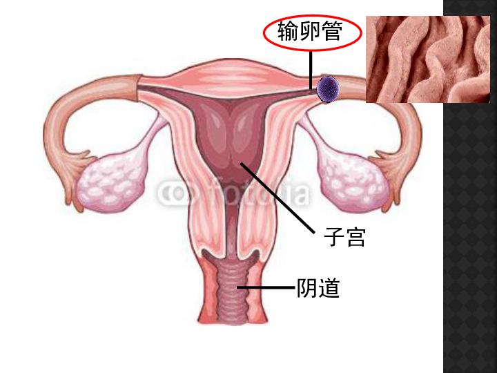 人口与生殖_人口与国情手抄报