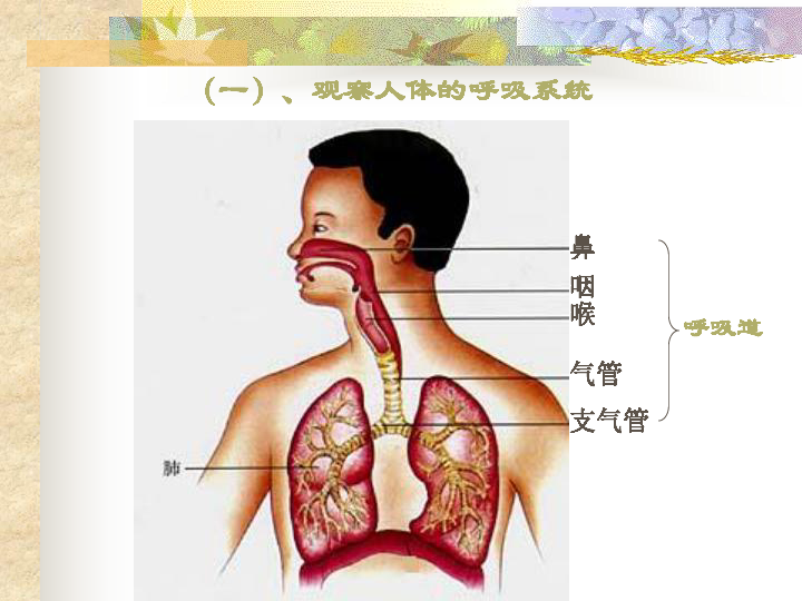 第2节人体的呼吸