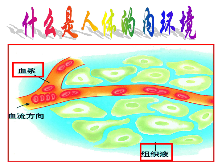 2 人体的内环境 课件(17张ppt)