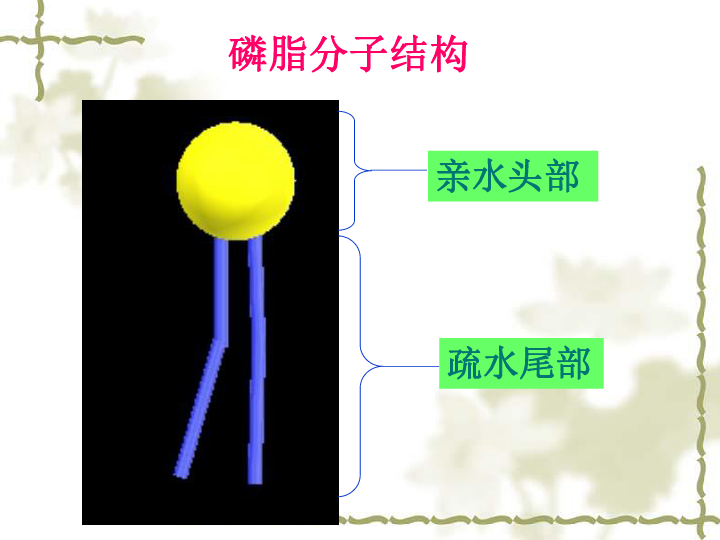 人口增长模型 ppt_1.1人口的增长模式(2)