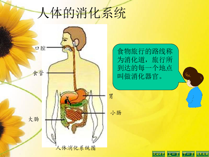 食物在体内的旅行 课件17张ppt