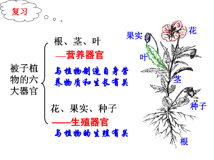 1.4 植物的一生(共計3課時)