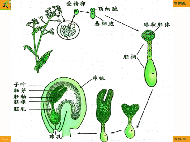 甘肅省生物多媒體教學優質課件:被子植物的個體發育下載-生物-21世紀