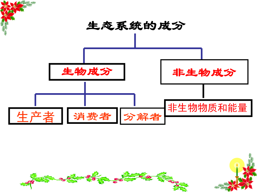 生态系统的结构1