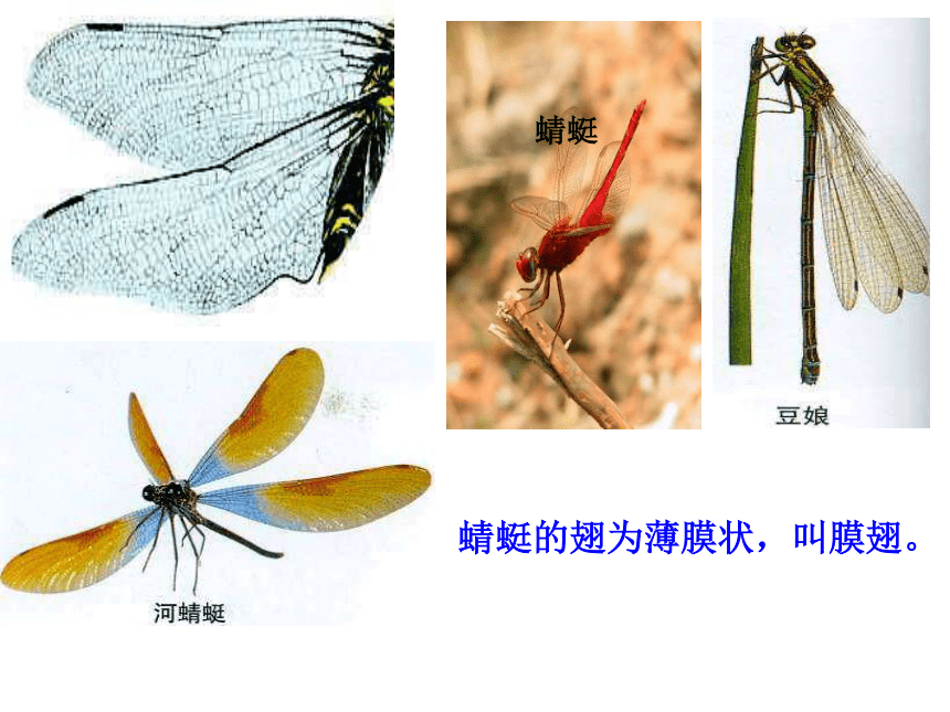 空中飞行的动物——昆虫
